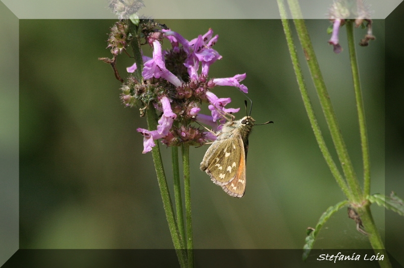 Hesperia comma